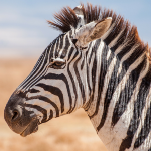 zebra in a field of cleared unicorns